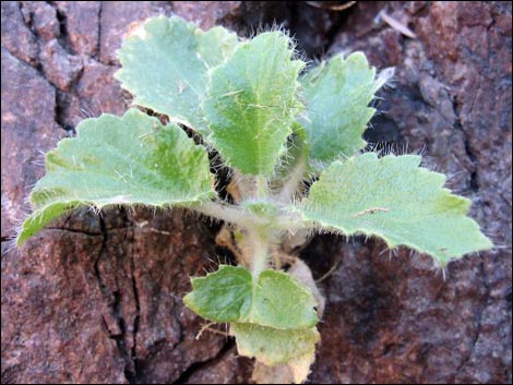 Desert Stingbush (Eucnide urens)