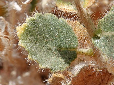 Desert Stingbush (Eucnide urens)