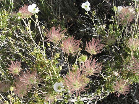 Apache Plume (Fallugia paradoxa)