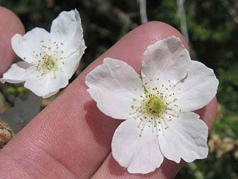 Apache Plume (Fallugia paradoxa)