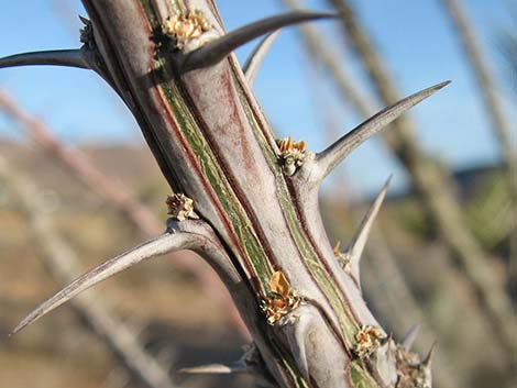 Ocotillo (Fouquieria splendens)