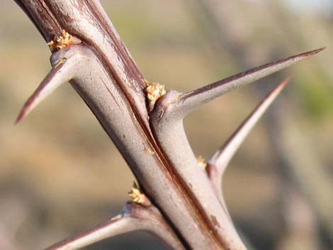 Ocotillo (Fouquieria splendens)