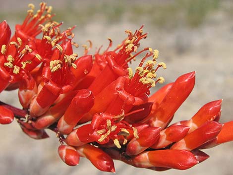 Ocotillo (Fouquieria splendens)