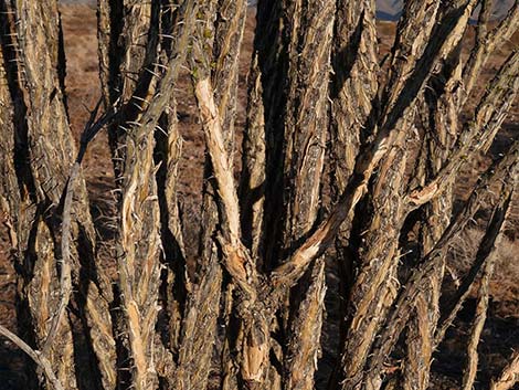 Ocotillo (Fouquieria splendens)