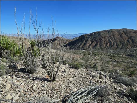 Ocotillo (Fouquieria splendens)