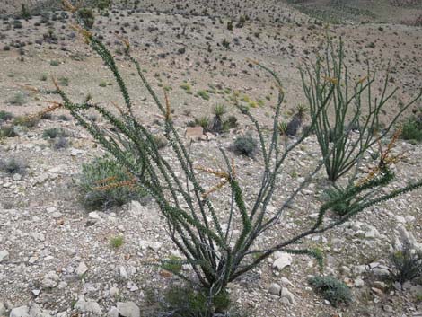 Ocotillo (Fouquieria splendens)