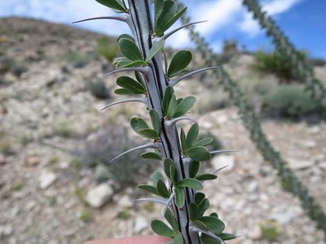 Ocotillo (Fouquieria splendens)