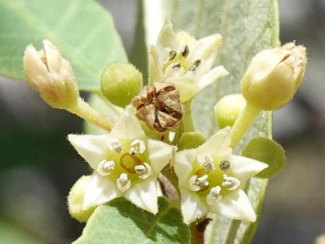 California Coffeeberry (Frangula californica)