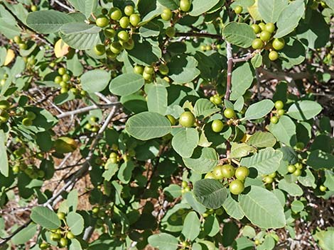 California Coffeeberry (Frangula californica)