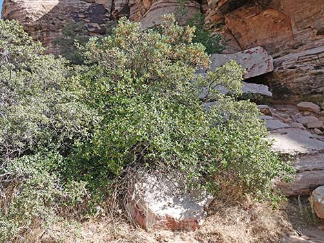 California Coffeeberry (Frangula californica)