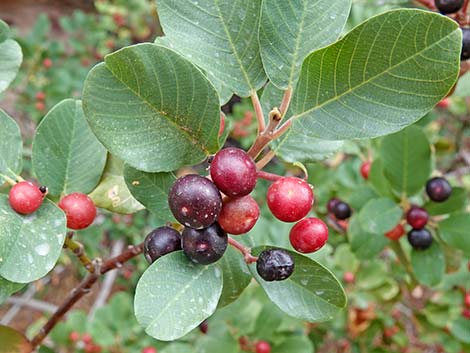 California Coffeeberry (Frangula californica)