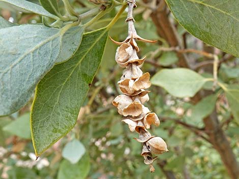 Ashy Silktassel (Garrya flavescens)