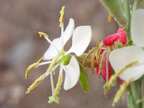 Scarlet Beeblossom (Oenothera suffrutescens)