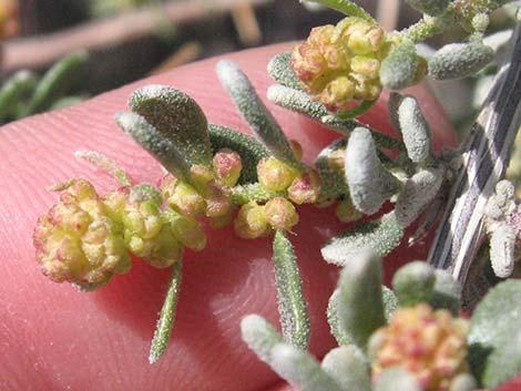 Spiny Hopsage (Grayia spinosa)