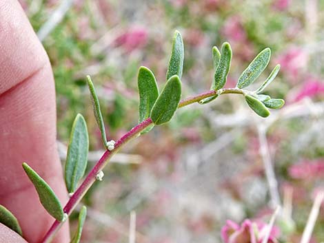 Spiny Hopsage (Grayia spinosa)