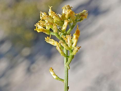 Threadleaf Snakeweed (Gutierrezia microcephala)