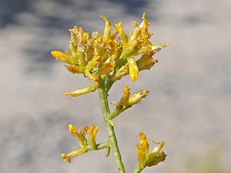 Threadleaf Snakeweed (Gutierrezia microcephala)