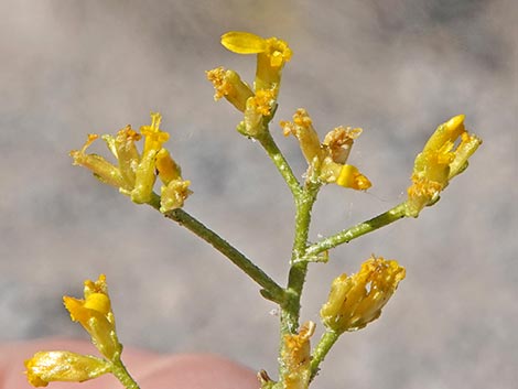 Threadleaf Snakeweed (Gutierrezia microcephala)