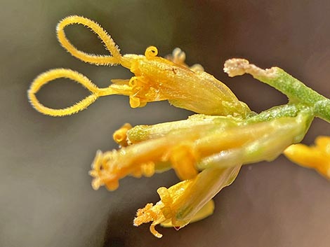 Threadleaf Snakeweed (Gutierrezia microcephala)