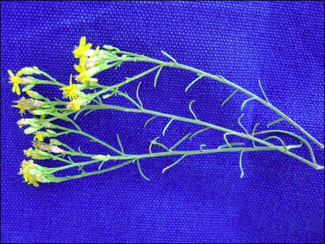 Broom Snakeweed (Gutierrezia sarothrae)