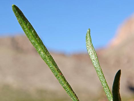 Broom Snakeweed (Gutierrezia sarothrae)