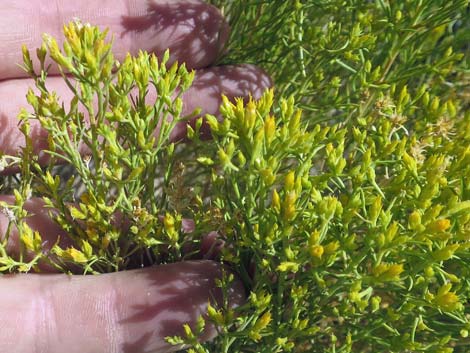 Broom Snakeweed (Gutierrezia sarothrae)