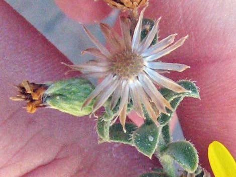 Hairy False Goldenaster (Heterotheca cinerascens)