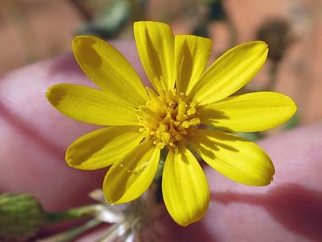 Hairy False Goldenaster (Heterotheca cinerascens)