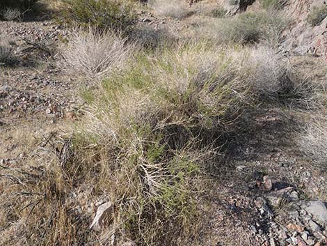 Burrobrush, Cheeseweed (Hymenoclea salsola)