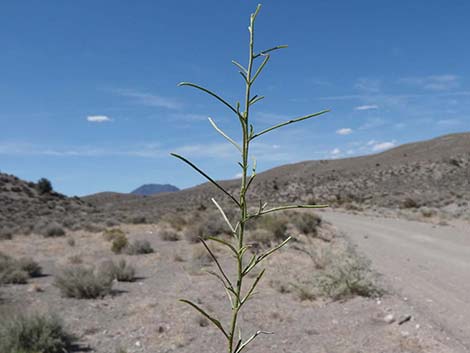 Burrobrush, Cheeseweed (Hymenoclea salsola)