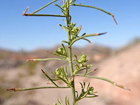 Burrobrush (Cheeseweed) (Hymenoclea salsola)