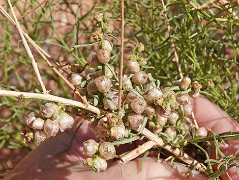 Burrobrush (Cheeseweed) (Hymenoclea salsola)