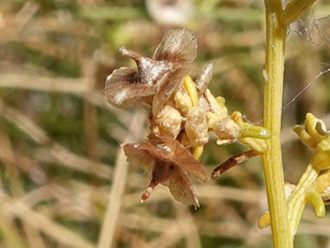 Burrobrush (Cheeseweed) (Hymenoclea salsola)