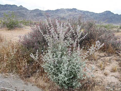 Desert Lavender (Hyptis emoryi)