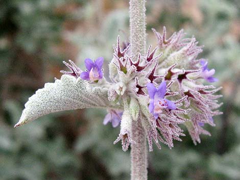 Desert Lavender (Hyptis emoryi)