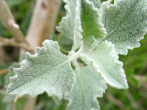 Desert Lavender (Hyptis emoryi)