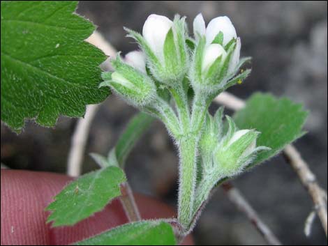 Fivepetal Cliffbush (Jamesia americana var. rosea)