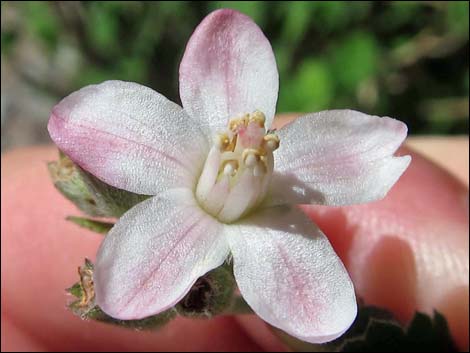 Fivepetal Cliffbush (Jamesia americana var. rosea)