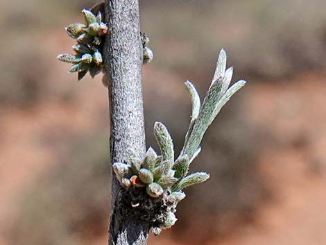 Littleleaf Ratany (Krameria erecta)