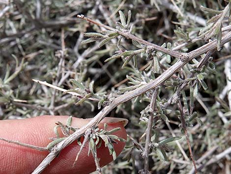 Littleleaf Ratany (Krameria erecta)