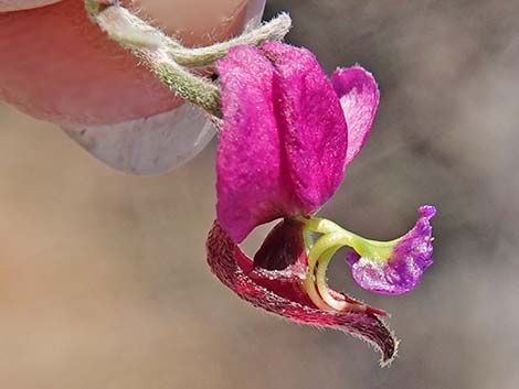 Littleleaf Ratany (Krameria erecta)