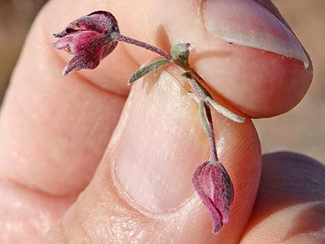 Littleleaf Ratany (Krameria erecta)