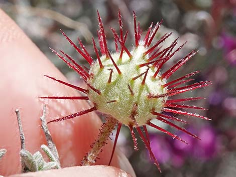 Littleleaf Ratany (Krameria erecta)