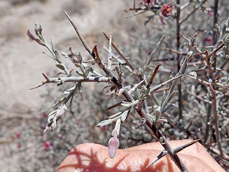 White Ratany (Krameria grayi)