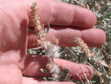 Winterfat (Krascheninnikovia lanata)