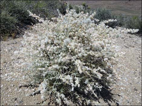 Winterfat (Krascheninnikovia lanata)