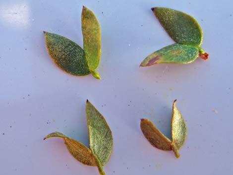 Creosote Bush (Larrea tridentata)