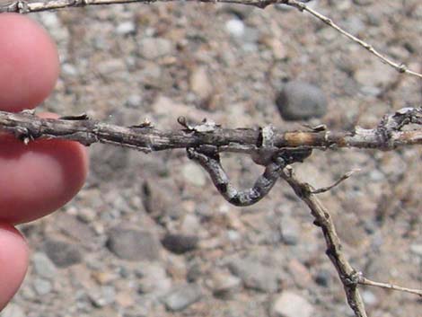 Creosote Bush (Larrea tridentata)