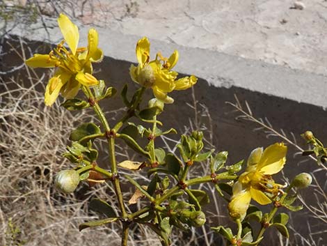 Creosote Bush (Larrea tridentata)