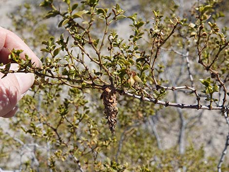 Creosote Bush (Larrea tridentata)